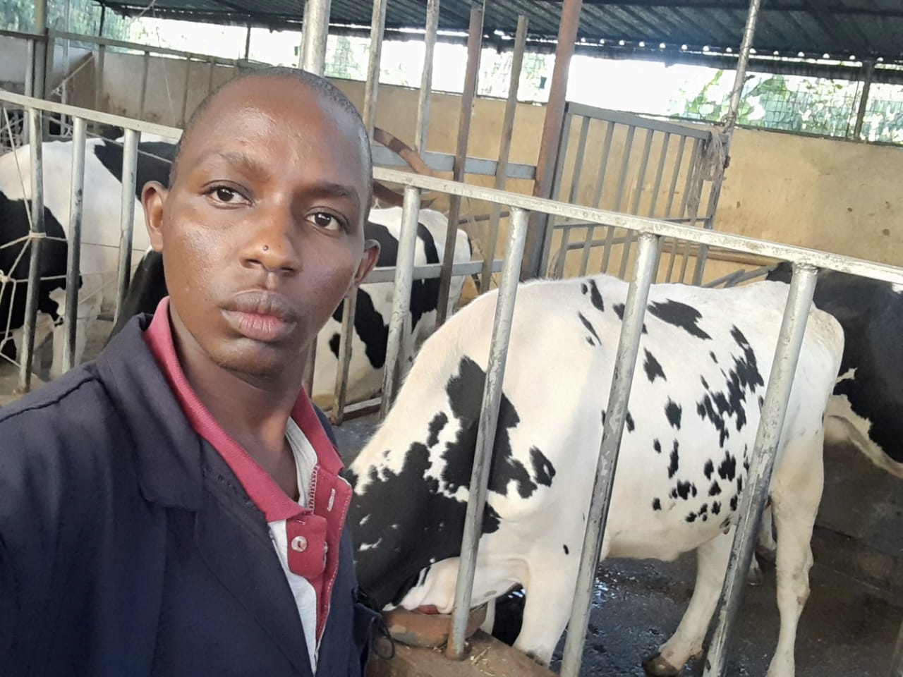 Man among cows